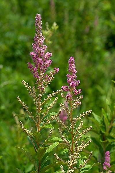 Spiraea tomentosa