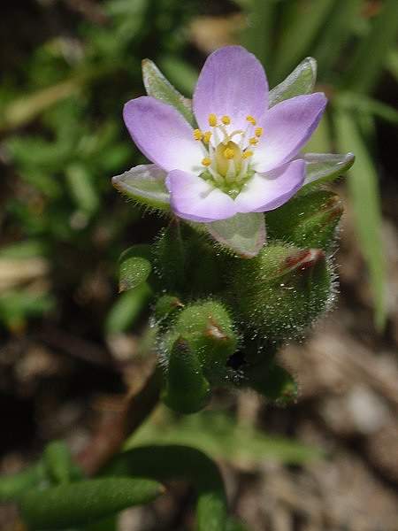 Spergularia macrotheca