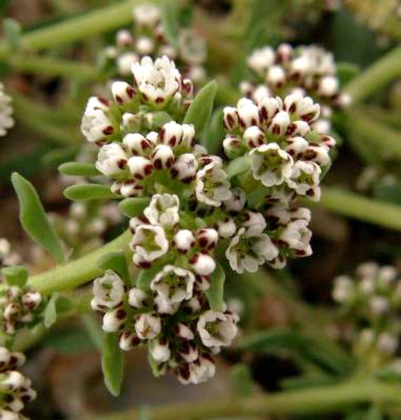 Corrigiola litoralis