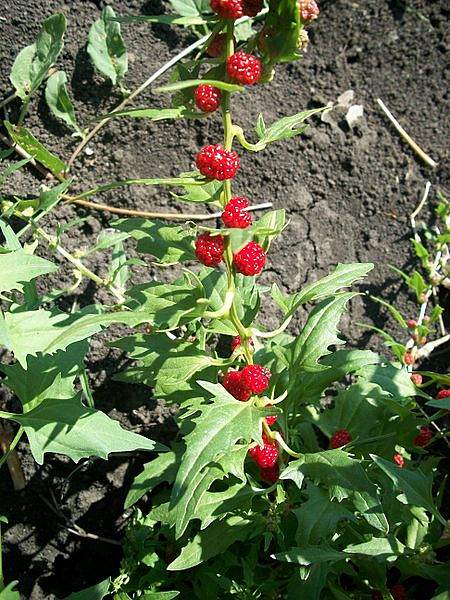Blitum virgatum