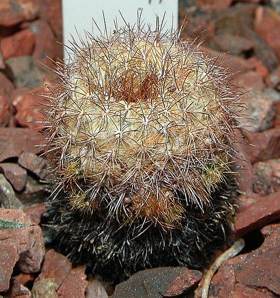 Frailea