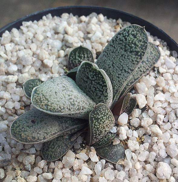 Gasteria baylissiana