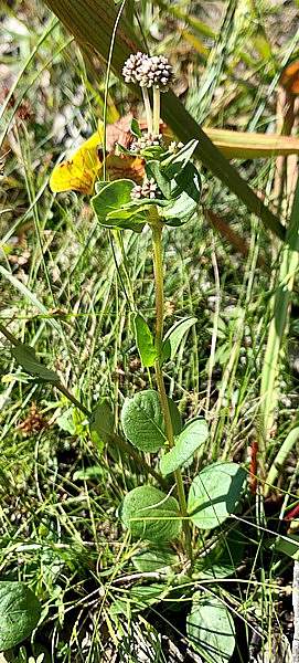 Mitreola sessilifolia