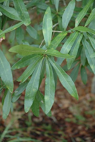 Quercus laurifolia