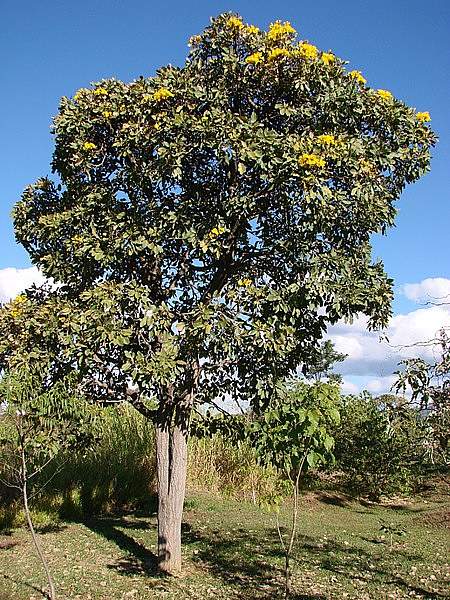 Tabebuia aurea