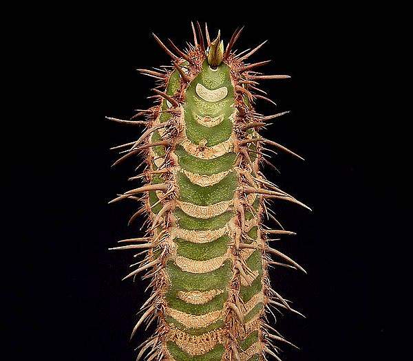 Euphorbia neohumbertii