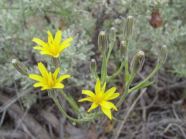 Crepis acuminata