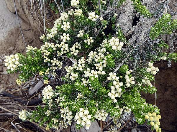 Ozothamnus leptophyllus