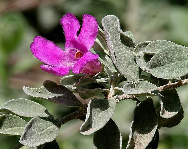 Leucophyllum frutescens