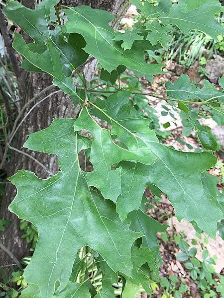 Quercus buckleyi