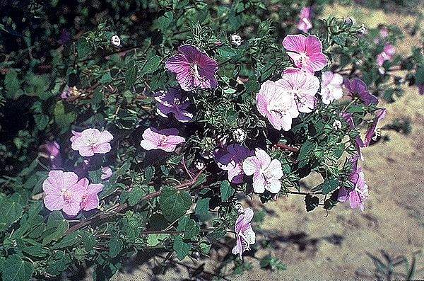 Pavonia lasiopetala