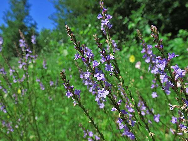 Verbena halei