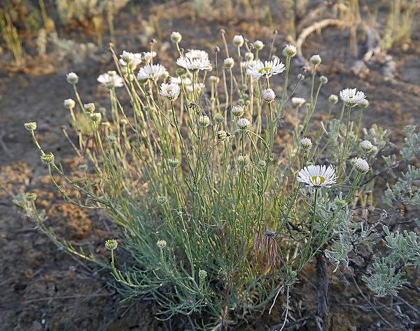 Erigeron filifolius
