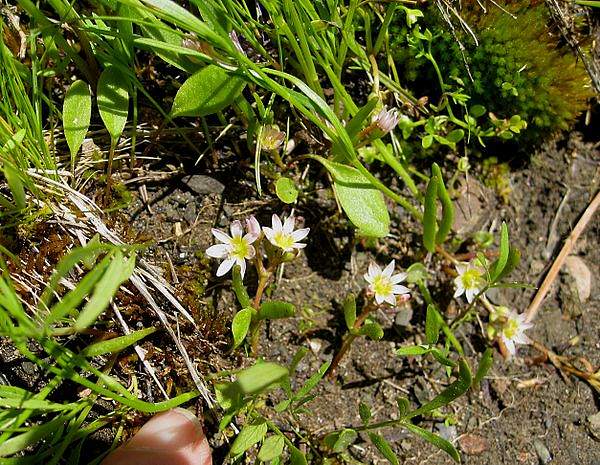 Lewisia triphylla