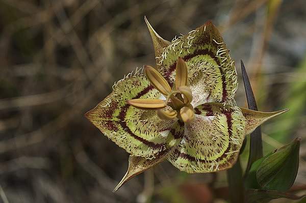 Calochortus tiburonensis