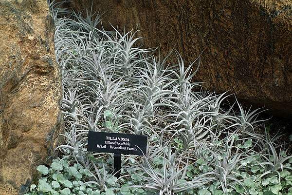 Tillandsia albida