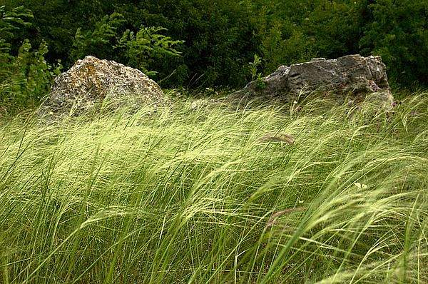 Stipa pennata