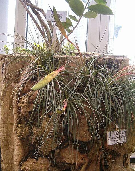Tillandsia tricolor