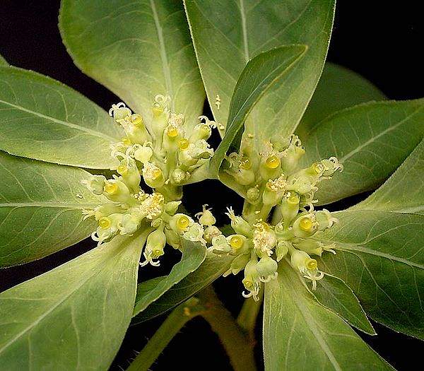 Euphorbia dentata