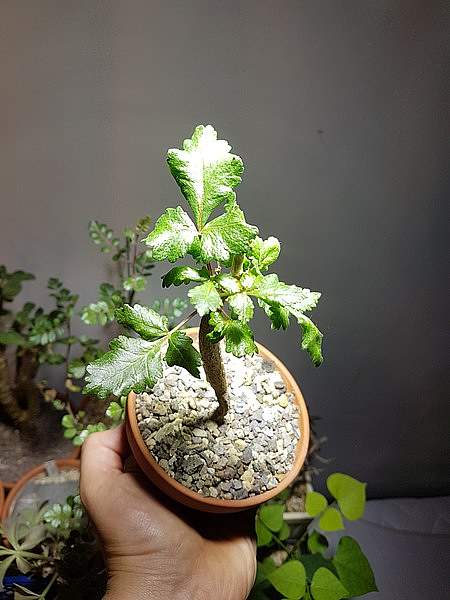 Bursera hindsiana