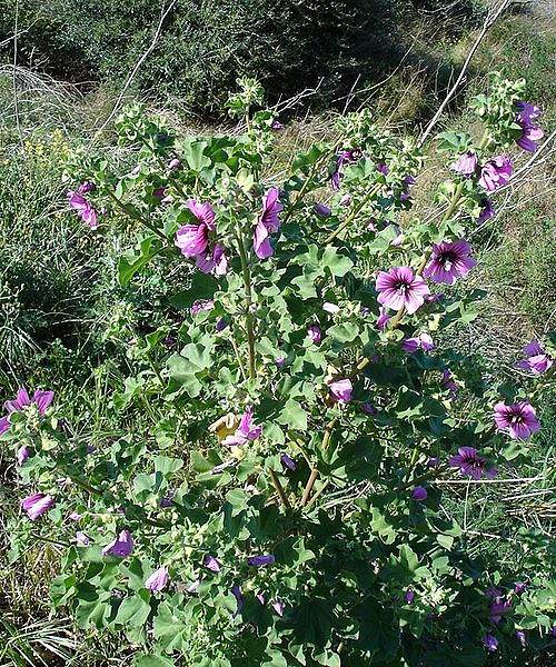 Malva arborea