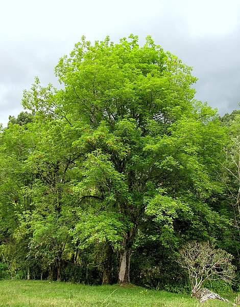 Fraxinus uhdei