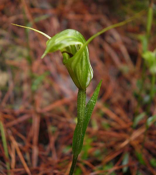 Pterostylis trullifolia