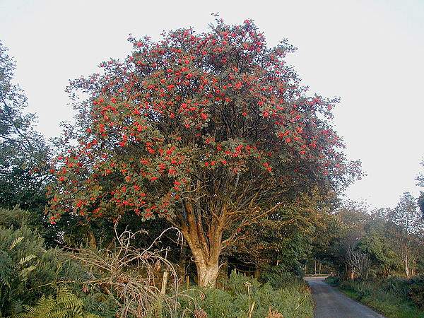 Sorbus aucuparia