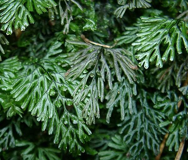 Hymenophyllum tunbrigense
