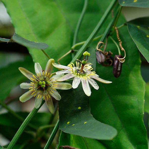 Passiflora biflora