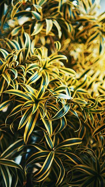 Dracaena reflexa