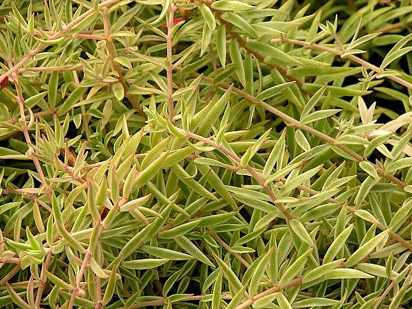 Sedum lineare