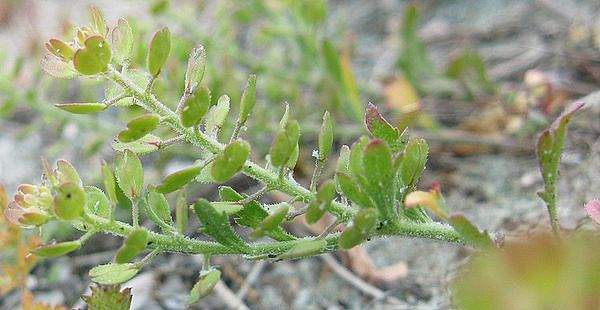 Lepidium oblongum