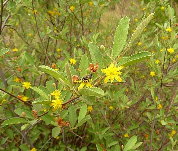 Grewia flava