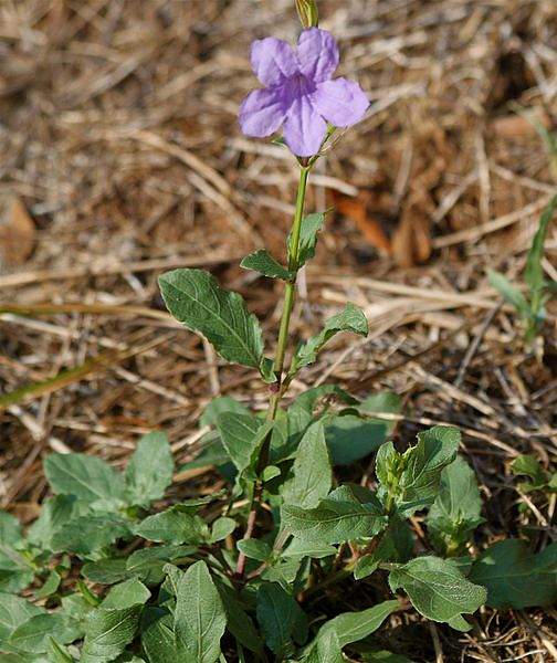 Ruellia nudiflora