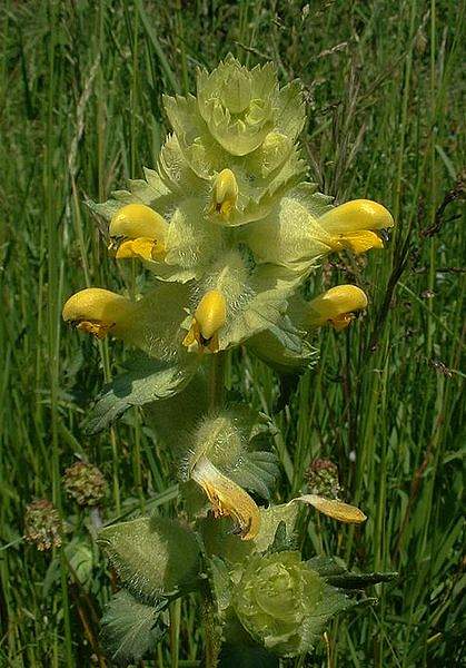 Rhinanthus alectorolophus