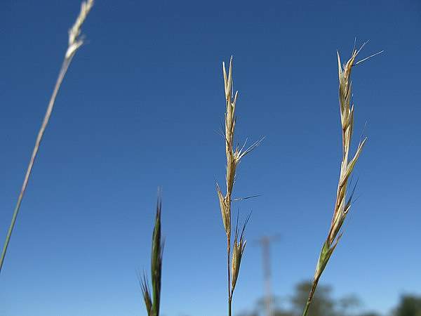 Rytidosperma racemosum