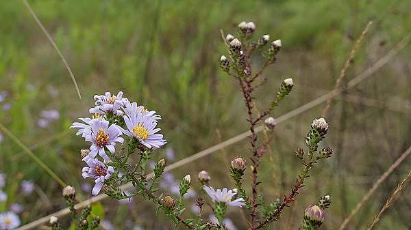Symphyotrichum walteri