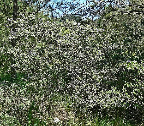 Ceanothus papillosus