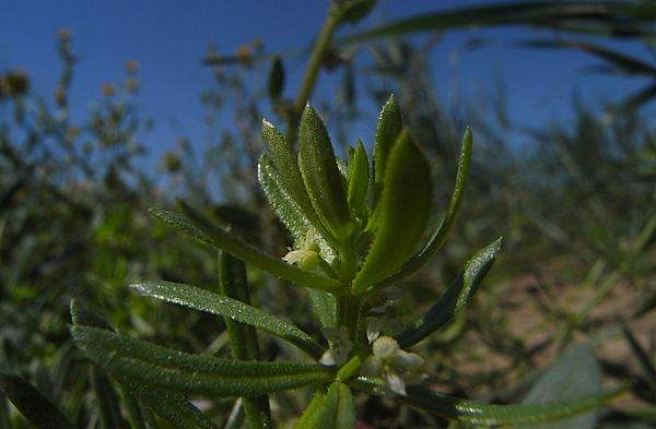 Galium verrucosum