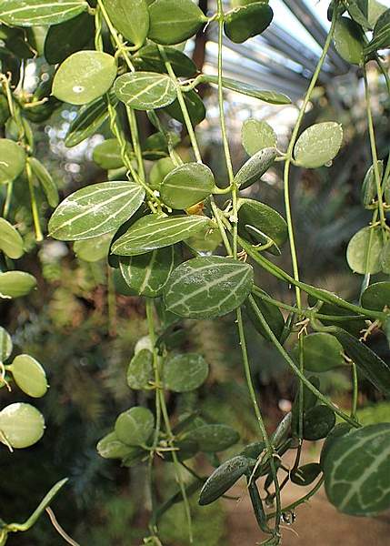 Dischidia ovata
