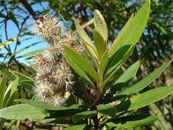 Brachylaena neriifolia