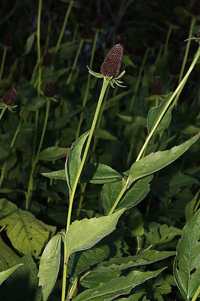 Rudbeckia occidentalis