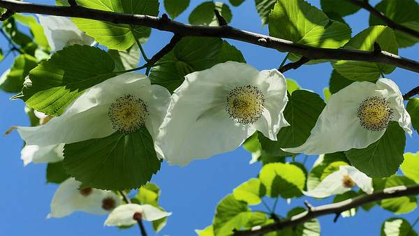 Davidia involucrata