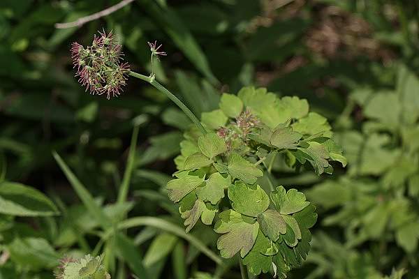 Thalictrum occidentale