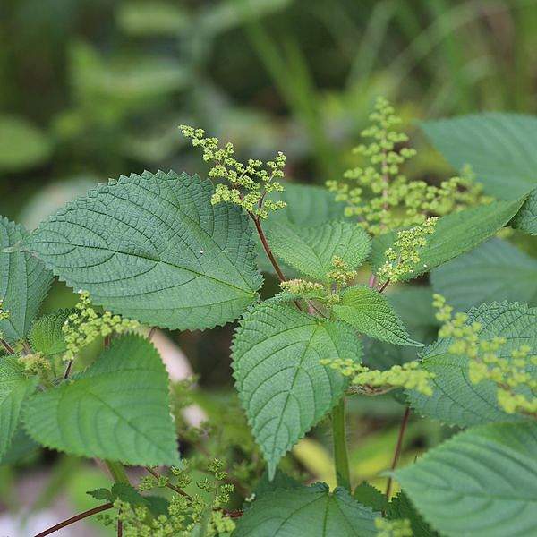 Laportea aestuans
