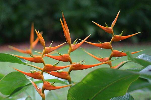 Heliconia latispatha