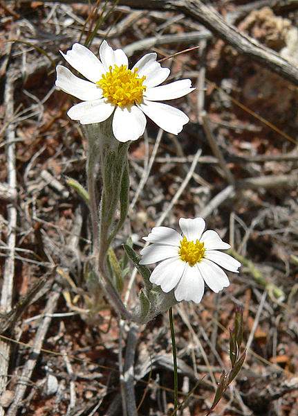 Eriophyllum lanosum