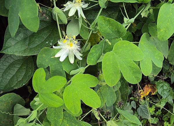 Passiflora subpeltata