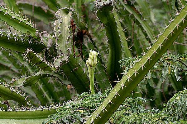 Acanthocereus tetragonus
